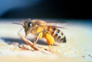 African-Killer-Bees