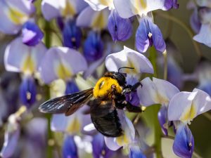 How to Get Rid of Carpenter Bees – The Ultimate Guide