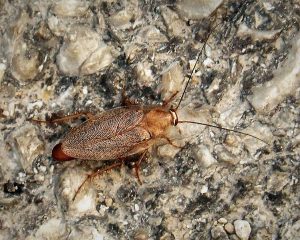 German_cockroach_Blattella_germanica_probably_43118262090