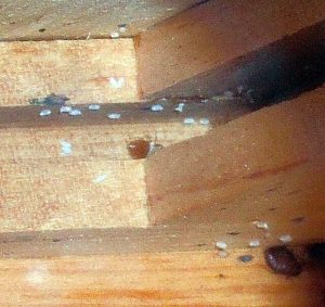Bedbugs1-egg