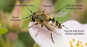 how-to-identify-hoverfly