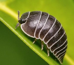 Rolly Polly Pill Bug 300x