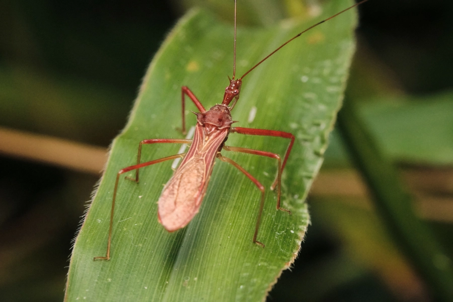 Assassin Bugs: A Comprehensive Guide About Their Various Aspects