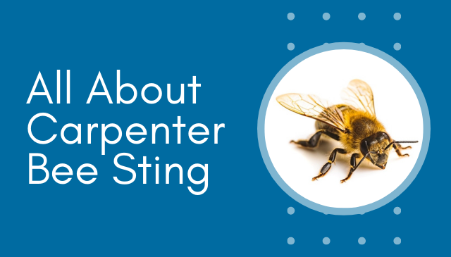 Can Carpenter Bees Sting