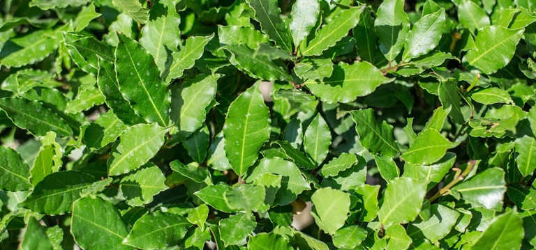 Bay Leaf