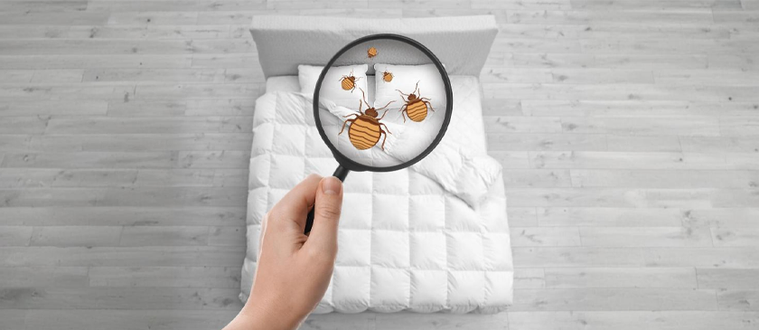Bed Bug Bites vs Flea Bites: Symptoms & Treatments!
