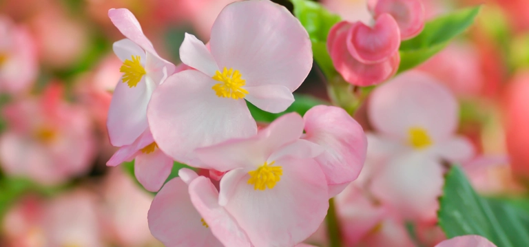 Begonias