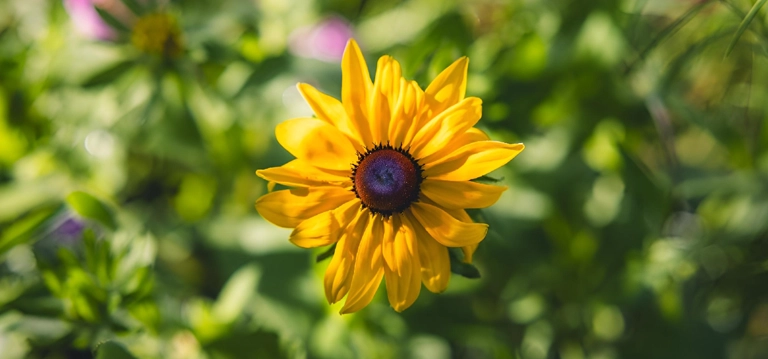 Black-Eyed Susan