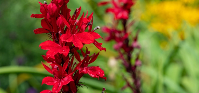 Cardinal Flowers