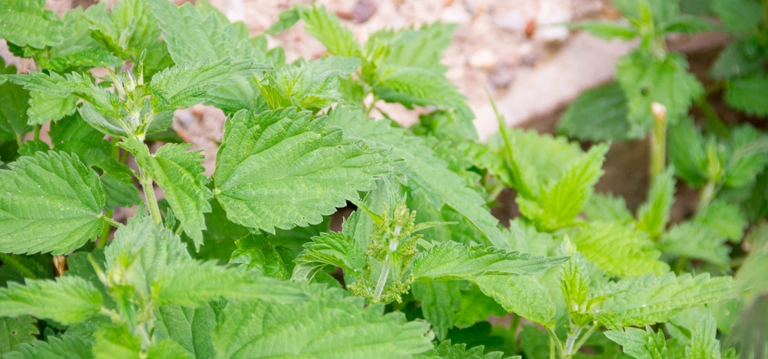 Catnip