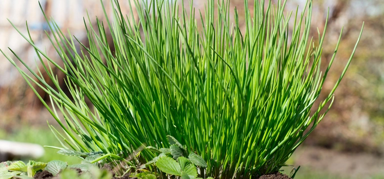 Chives