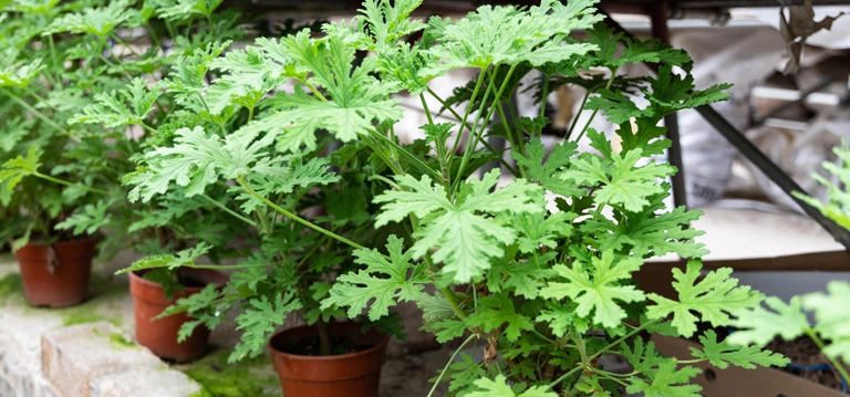Citronella