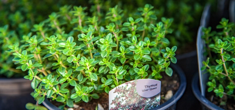 Common Thyme