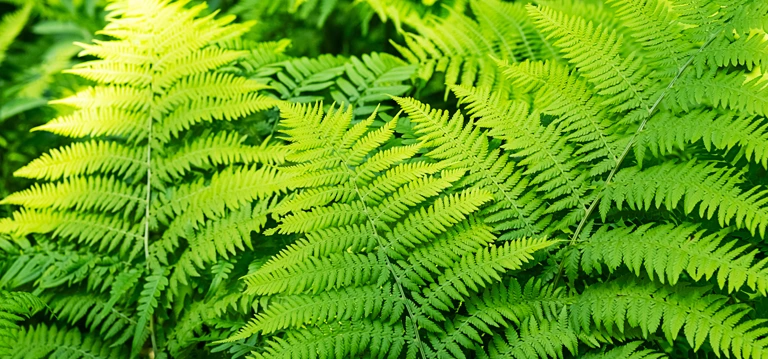 Ferns