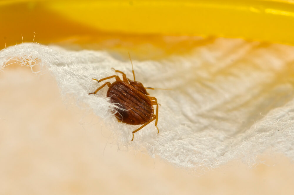 Where do Bed Bugs Come From in the First Place?