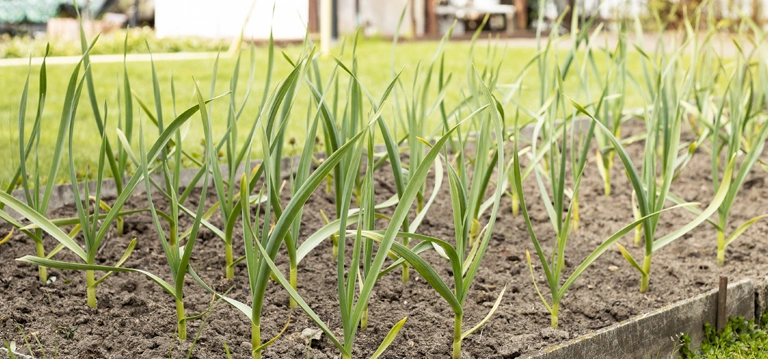 Garlic