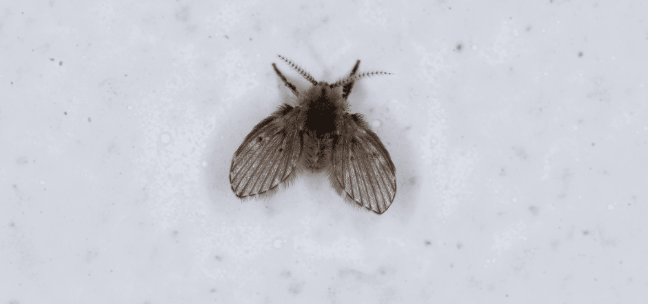 How to Get Rid of Drain Flies in Kitchen and Bathroom