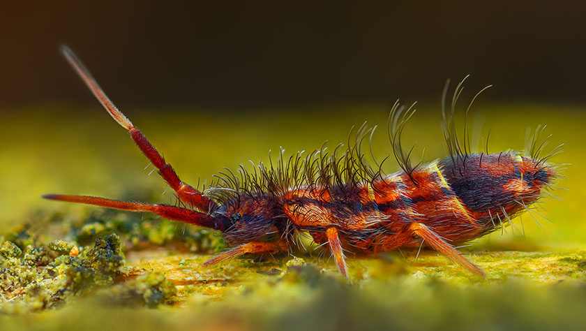 How to Get Rid of Springtails