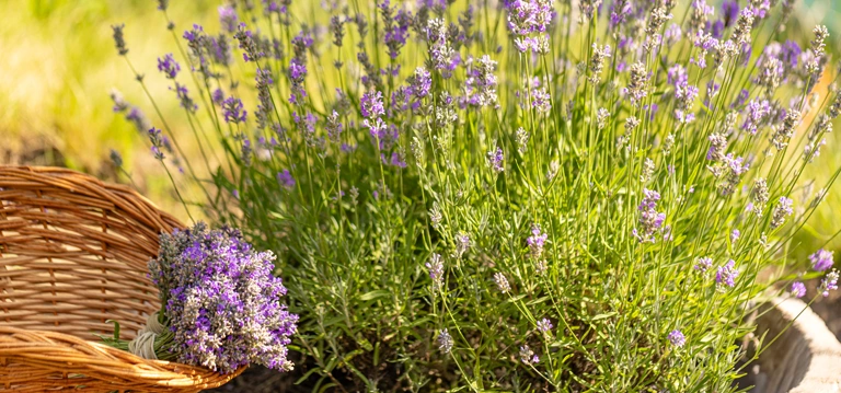 Lavender
