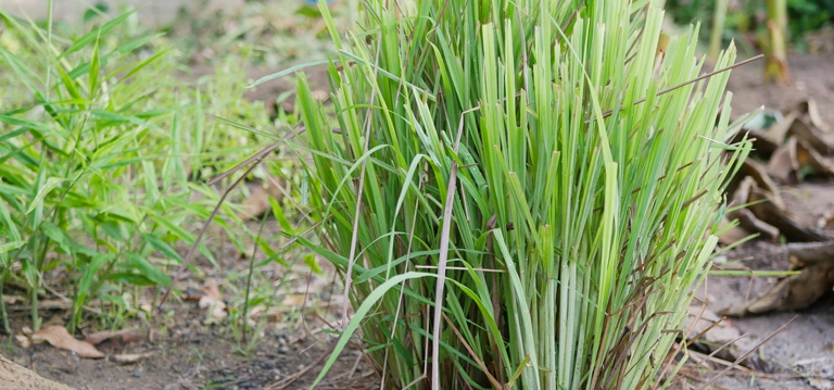 Lemongrass