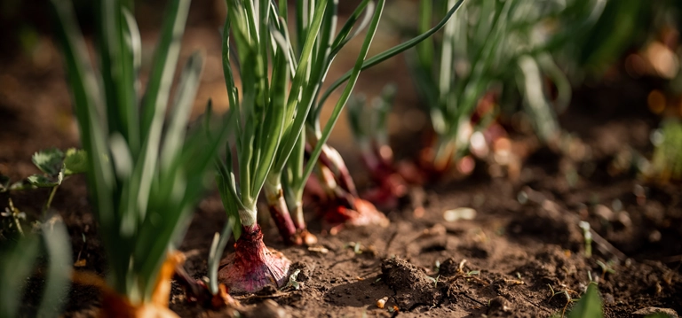 Onion