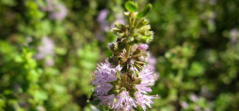 Pennyroyal