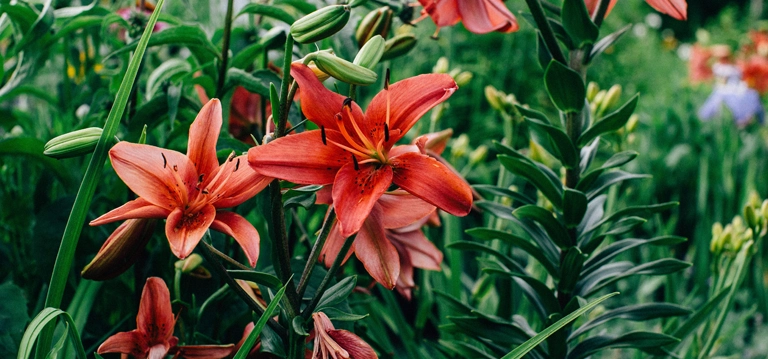 Red Lilies