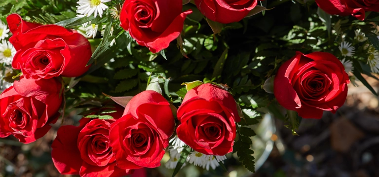 Red Roses