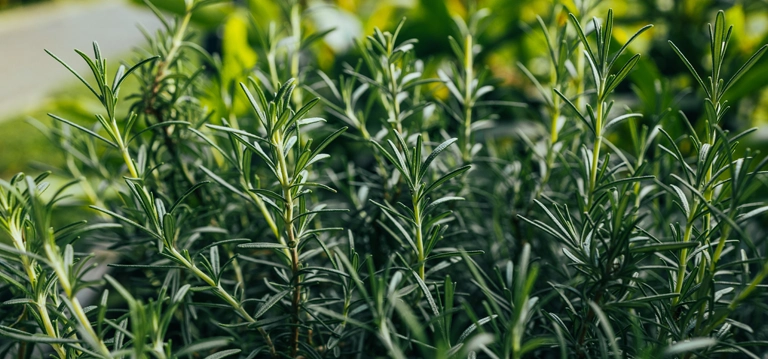 Rosemary