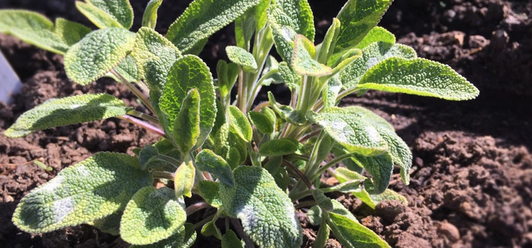 Sage