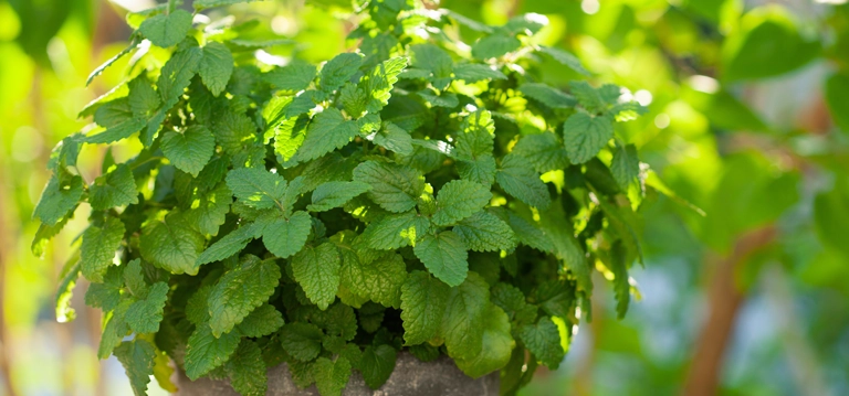 Spearmint