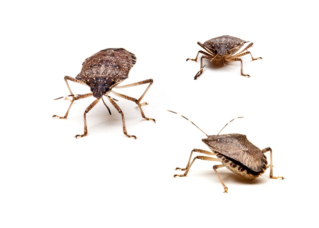 How to Get Rid of Stink Bugs and Keep Them Away