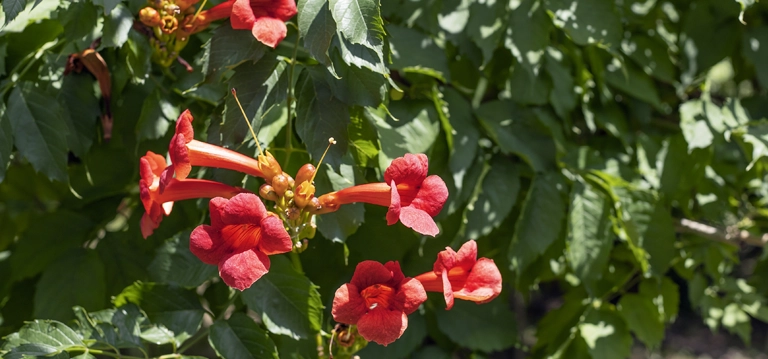 Trumpet Flower