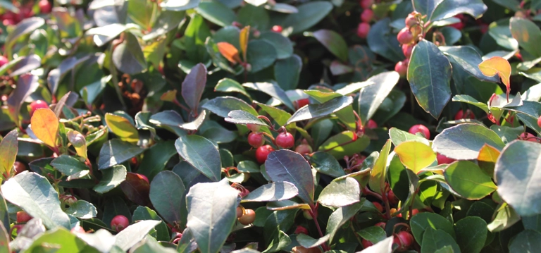 Wintergreen