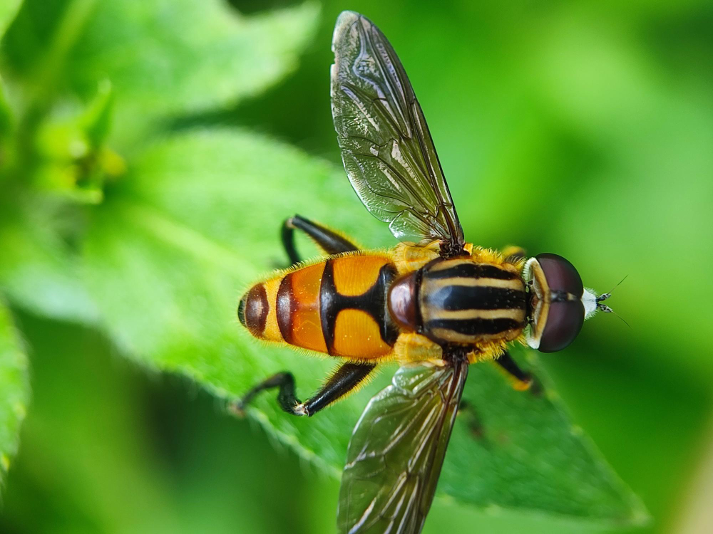 How Do I Get Rid of Hoverflies – Remedies & Preventions
