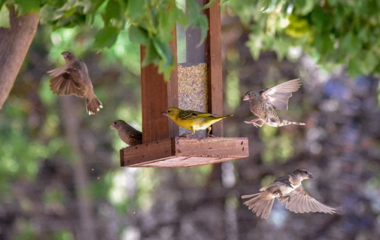 Birds and Allergies: Types, Symptoms and Treatment