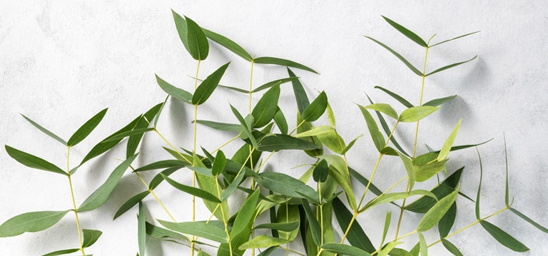 Eucalyptus