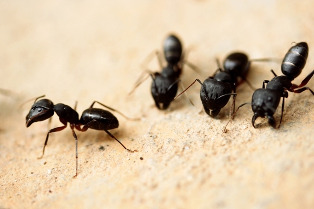 Carpenter-ants