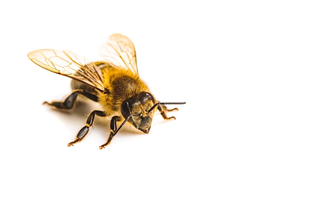 10 Most Painful Insect Stings and Their Schmidt Pain Index