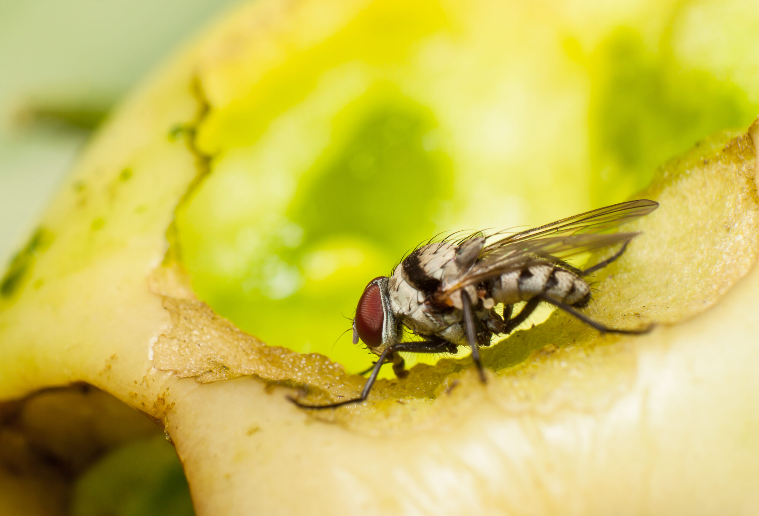 How to Get Rid of Fruit Flies
