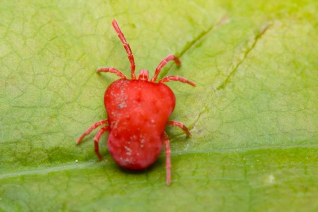How to Get Rid of Clover Mites