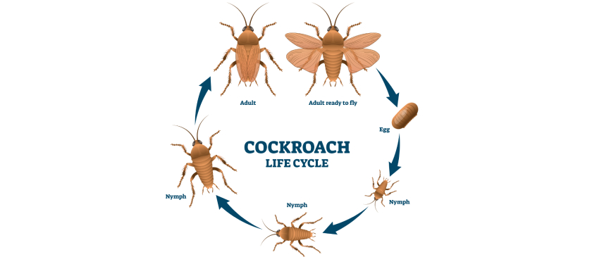 How Long Do Cockroaches Actually Live