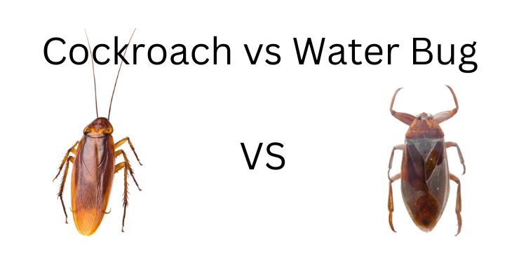 Water Bugs vs Cockroach: Know The Differences, Behaviour & How to Get Rid of Them