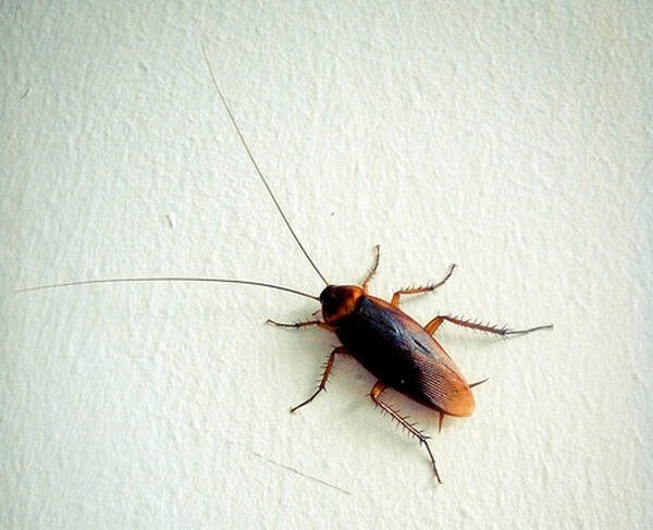 Is Your Food Facility Safe from These Pests?