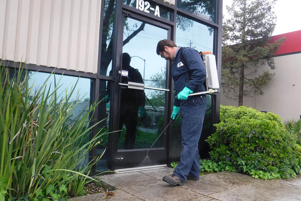 Make Your Home a Termite Free Zone: This is What Professionals Do