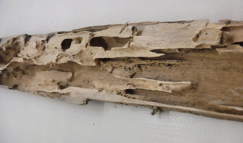 Drywood-termite-damage-back-2-1 (1)