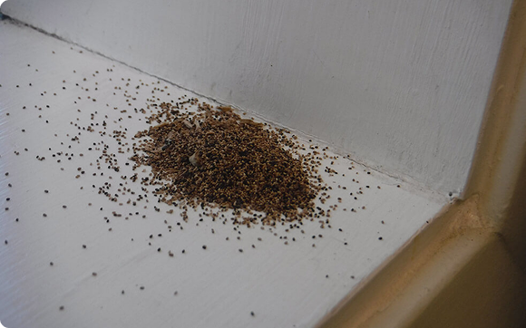 Drywood-termite-pellets_1