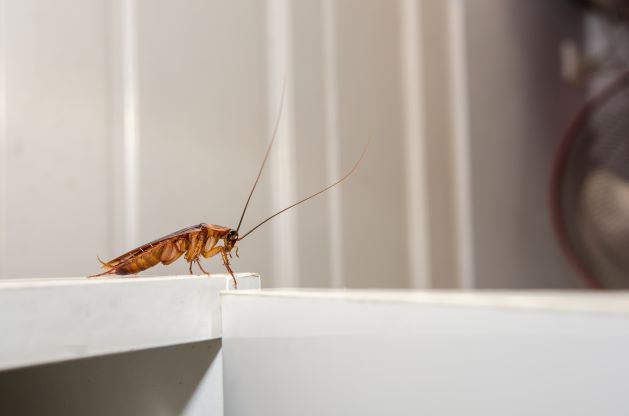 Flying-cockroaches