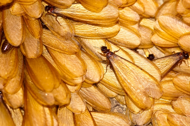 Do Termites Fly? Do termites have wings?