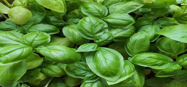 Basil